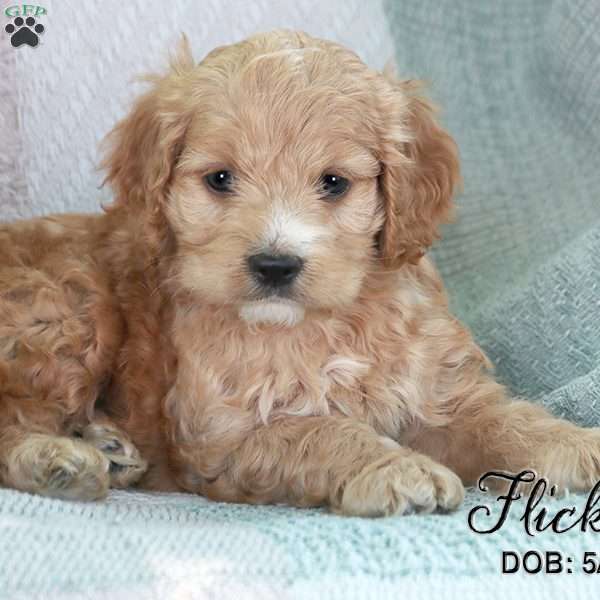 Flicka, Cockapoo Puppy