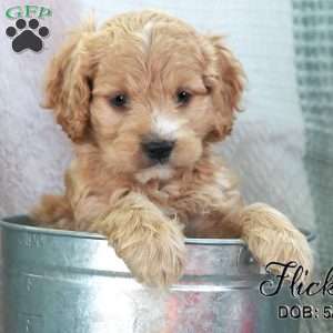 Flicka, Cockapoo Puppy