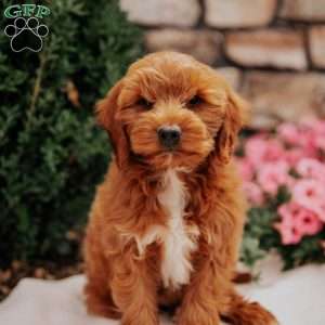Georgie, Mini Goldendoodle Puppy