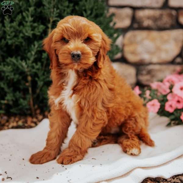 Georgie, Mini Goldendoodle Puppy