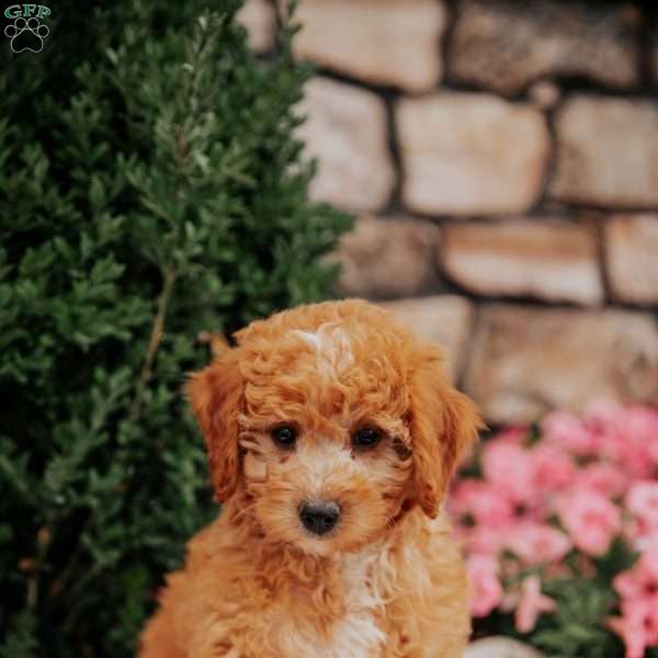 Gracie, Mini Goldendoodle Puppy