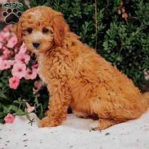 Gracie, Mini Goldendoodle Puppy