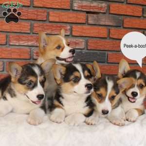Sand Dunes, Pembroke Welsh Corgi Puppy