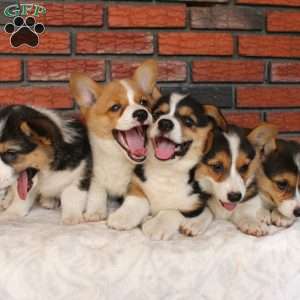 Sand Dunes, Pembroke Welsh Corgi Puppy