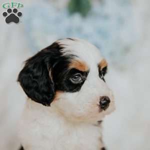 Halli, Mini Bernedoodle Puppy
