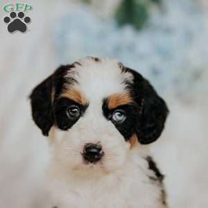 Halli, Mini Bernedoodle Puppy