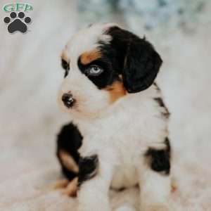 Halli, Mini Bernedoodle Puppy
