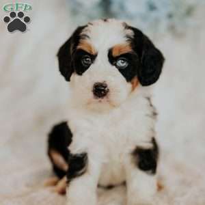 Halli, Mini Bernedoodle Puppy