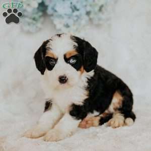 Halli, Mini Bernedoodle Puppy