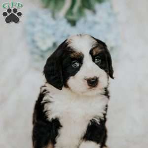 Happy, Mini Bernedoodle Puppy