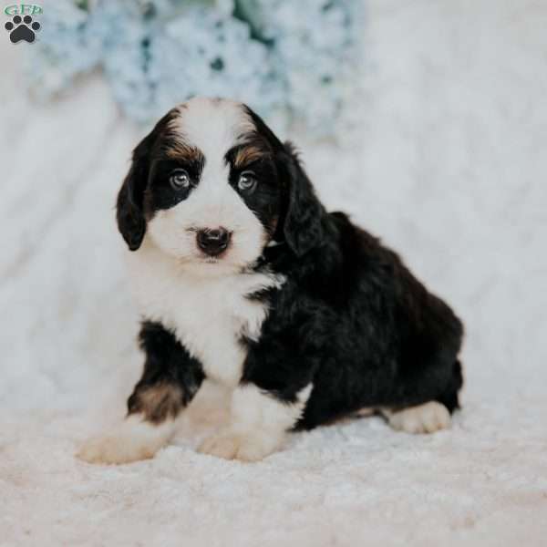 Happy, Mini Bernedoodle Puppy