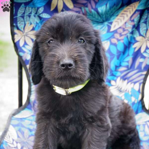 Harriet, Goldendoodle Puppy