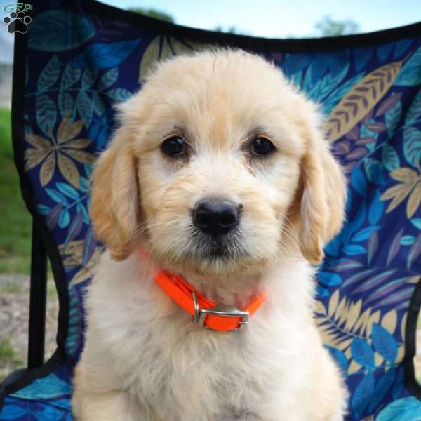 Honey, Goldendoodle Puppy