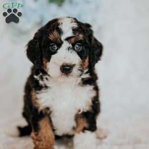 Henry, Mini Bernedoodle Puppy