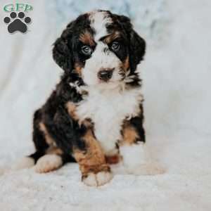 Henry, Mini Bernedoodle Puppy