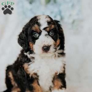 Henry, Mini Bernedoodle Puppy