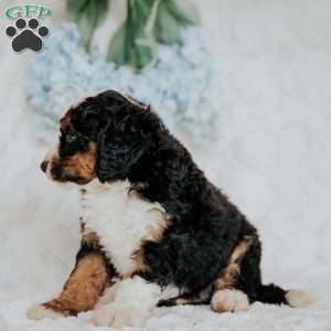 Henry, Mini Bernedoodle Puppy