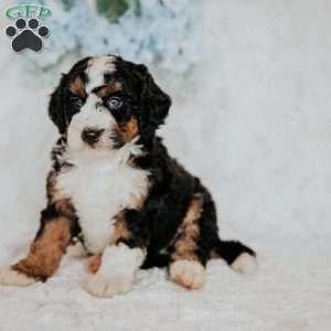 Henry, Mini Bernedoodle Puppy