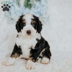 Hero, Mini Bernedoodle Puppy