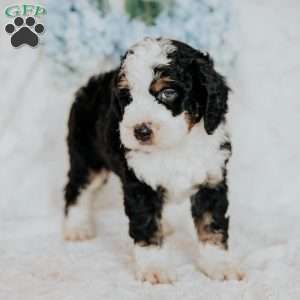 Hero, Mini Bernedoodle Puppy