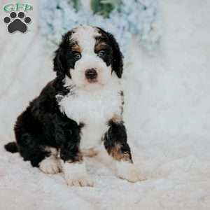 Hero, Mini Bernedoodle Puppy