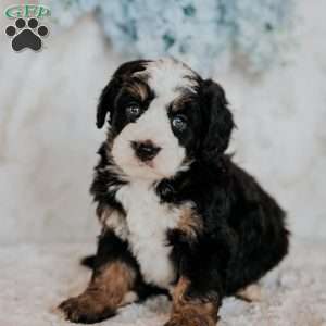Hope, Mini Bernedoodle Puppy