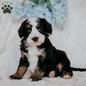 Hope, Mini Bernedoodle Puppy