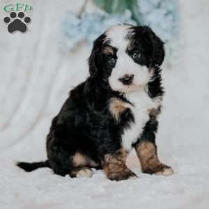 Hope, Mini Bernedoodle Puppy