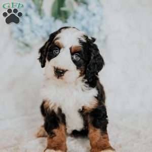 Hugh, Mini Bernedoodle Puppy