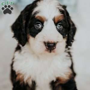 Hugh, Mini Bernedoodle Puppy