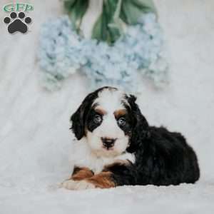 Hugh, Mini Bernedoodle Puppy