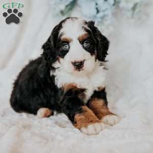 Hugh, Mini Bernedoodle Puppy