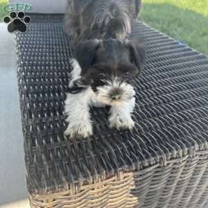Vaquita, Miniature Schnauzer Puppy