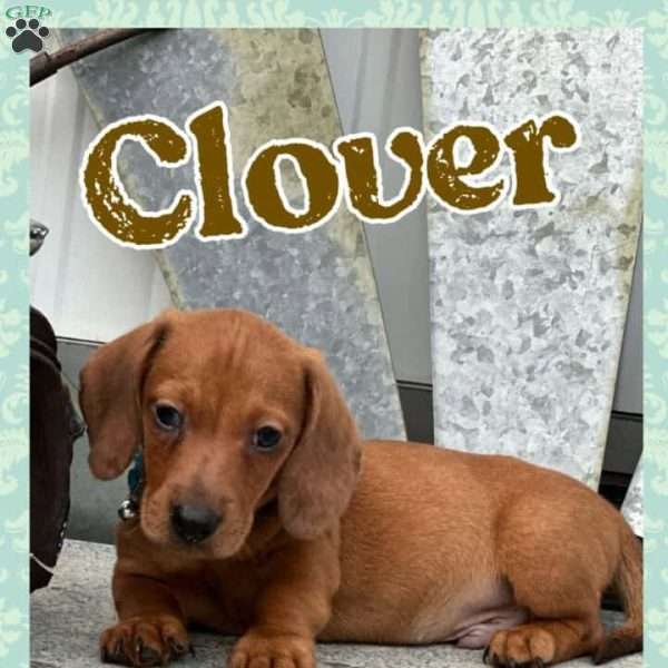 Clover, Dachshund Puppy