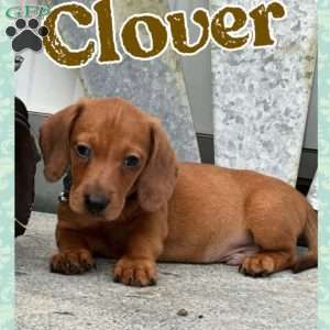 Clover, Dachshund Puppy