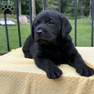 Bee, Black Labrador Retriever Puppy