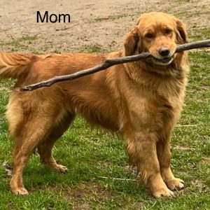 mom