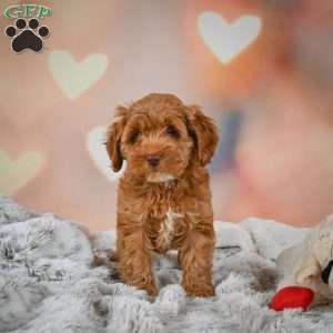 Melania, Cockapoo Puppy