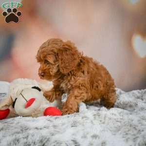 Melania, Cockapoo Puppy