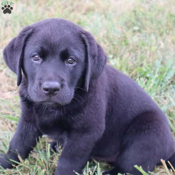 Felton, Chocolate Labrador Retriever Puppy