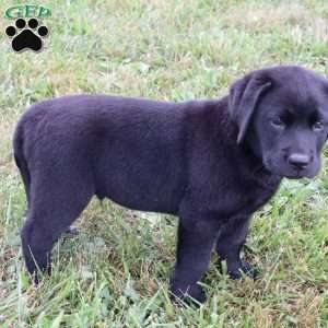 Felton, Chocolate Labrador Retriever Puppy