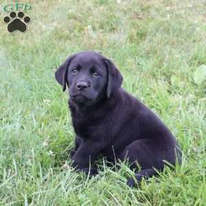 Felton, Chocolate Labrador Retriever Puppy