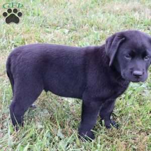 Felton, Chocolate Labrador Retriever Puppy