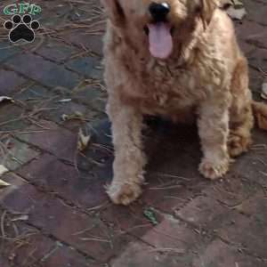 BADAR F1B, Mini Goldendoodle Puppy