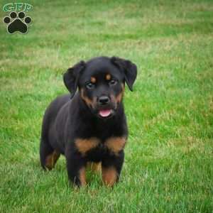 Sadie, Rottweiler Puppy