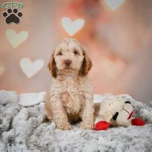 Vance, Cockapoo Puppy