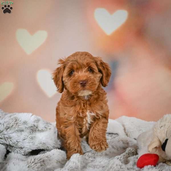 Melania, Cockapoo Puppy