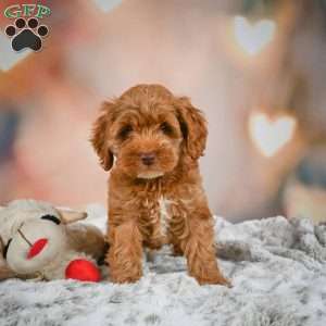 Melania, Cockapoo Puppy