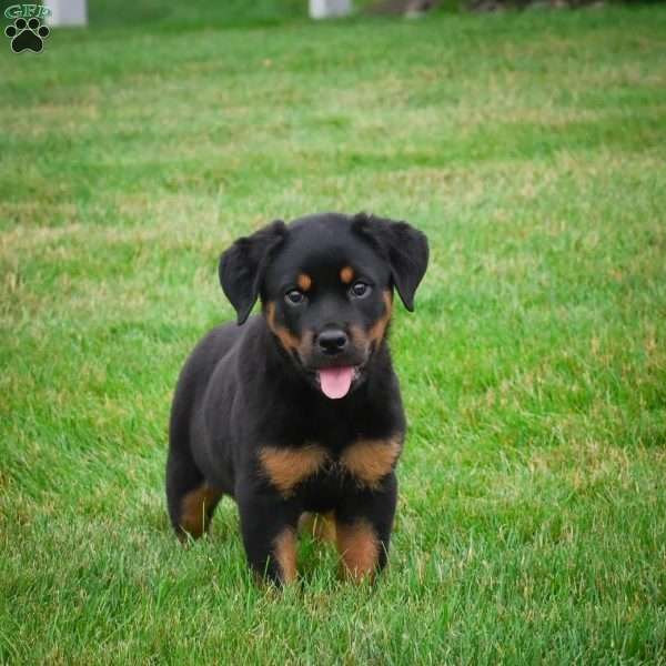 Sadie, Rottweiler Puppy