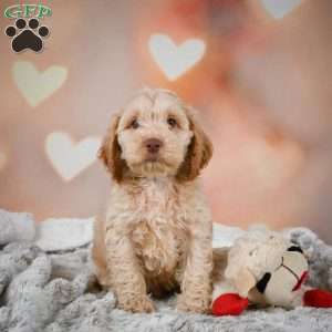Vance, Cockapoo Puppy